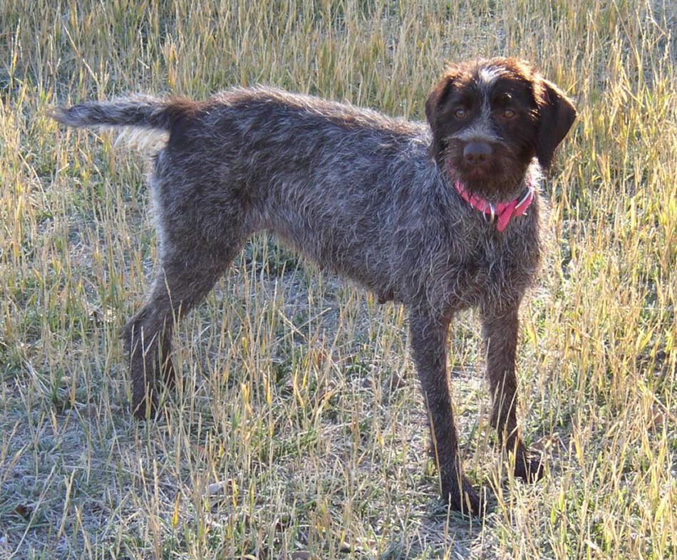 Wirehaired Pointing Griffon Demi - Ear Mountains Demi, JH, NAVHDA Prize II